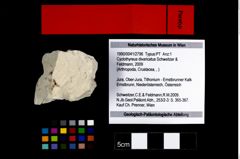 Foto (Objekt + Etikett) von Cyclothyreus divaricatus (Schweitzer & Feldmann, 2009)  (NHMW-GEO-1990-0041-2796)